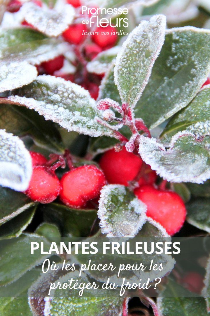 Frost on a plant