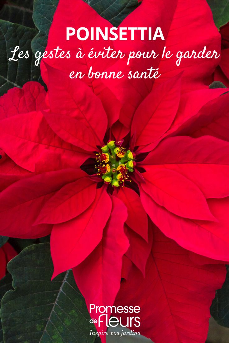 Mistakes to avoid to keep a Poinsettia healthy