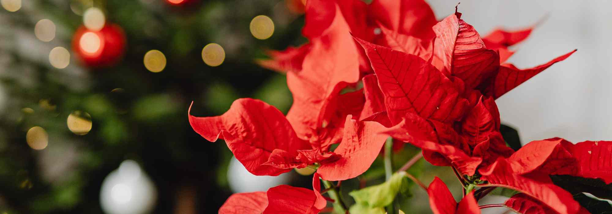 Poinsettia: common mistakes to avoid to keep it vibrant