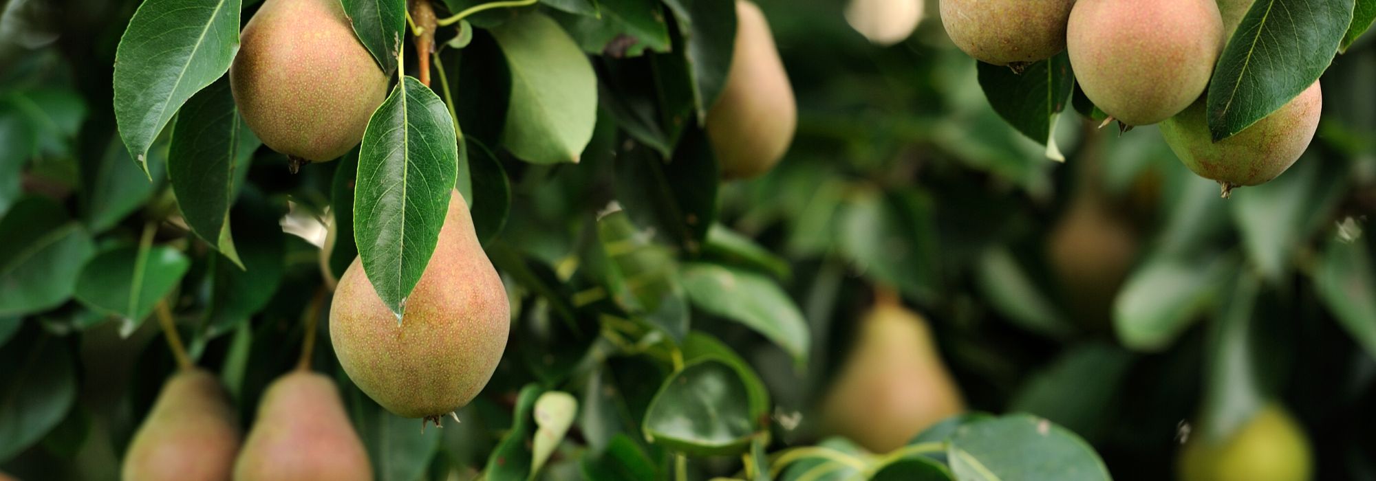 How to really botch pruning on your fruit trees?