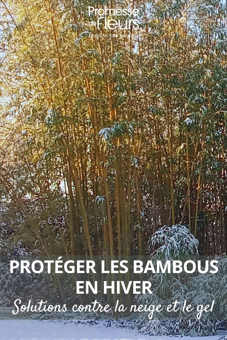 Protect bamboo from snow