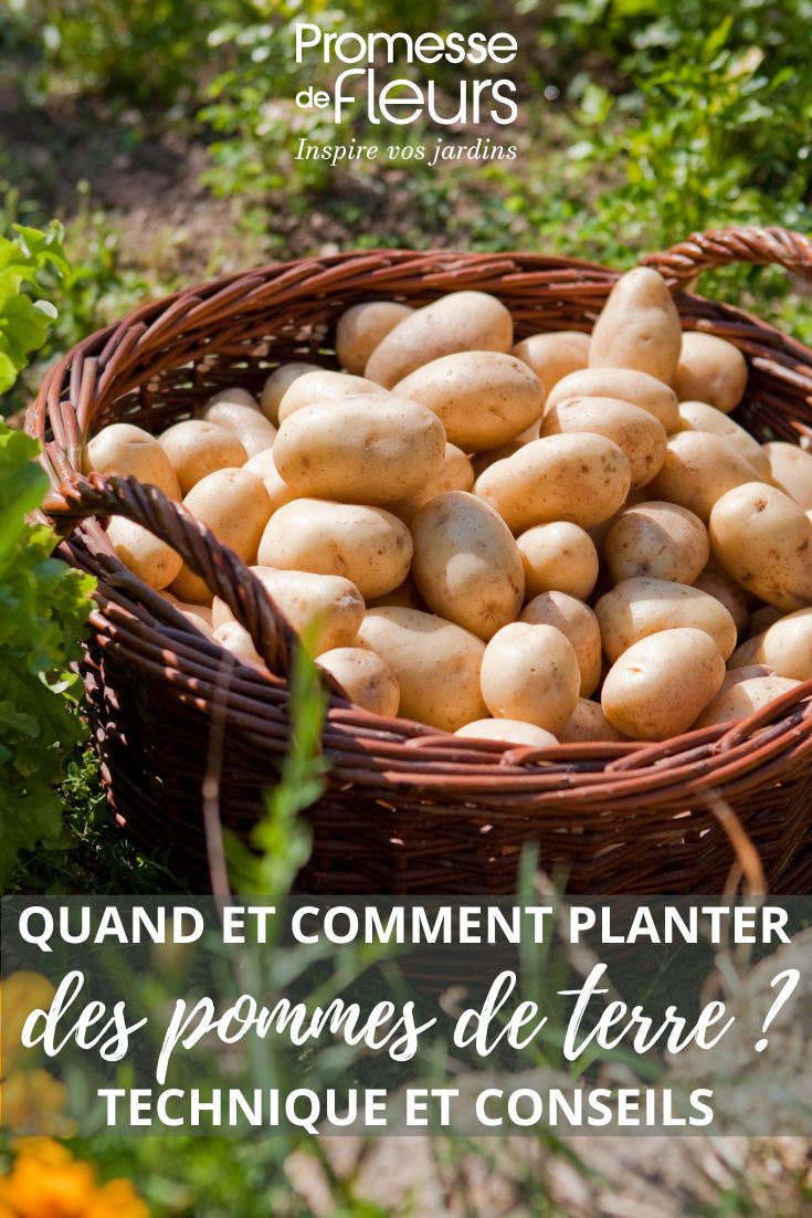 Our tips for planting potatoes