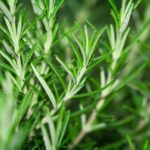 How to propagate your rosemary cuttings?