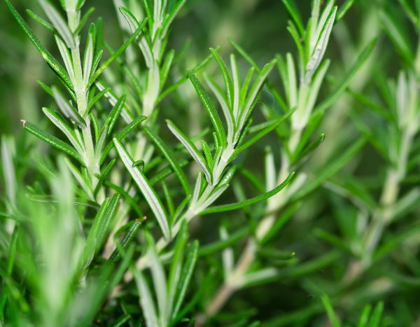 How to propagate your rosemary cuttings?