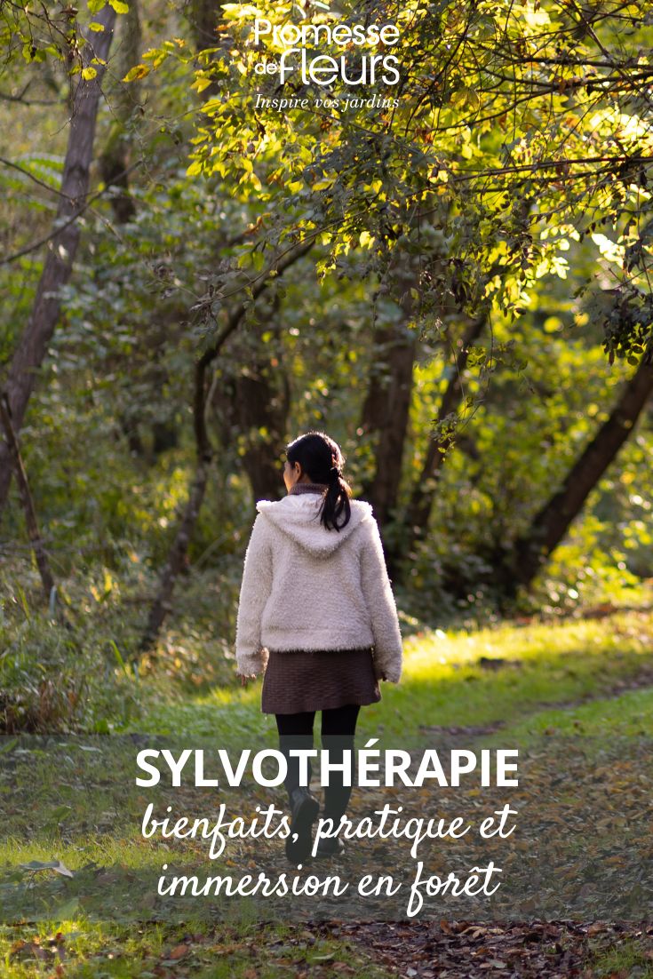 The Benefits of Forest Walks