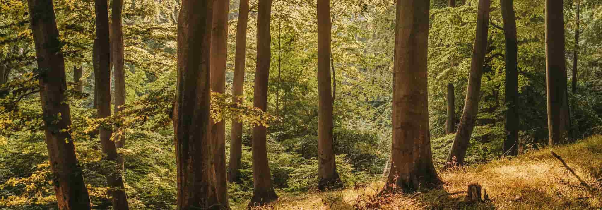 Forest therapy: reconnecting with trees to breathe more easily, think more clearly and feel calmer.