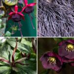 Colour trend 2026: Dark Academia, the melancholic and romantic garden