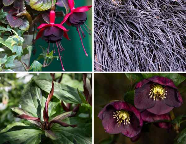 Colour trend 2026: Dark Academia, the melancholic and romantic garden