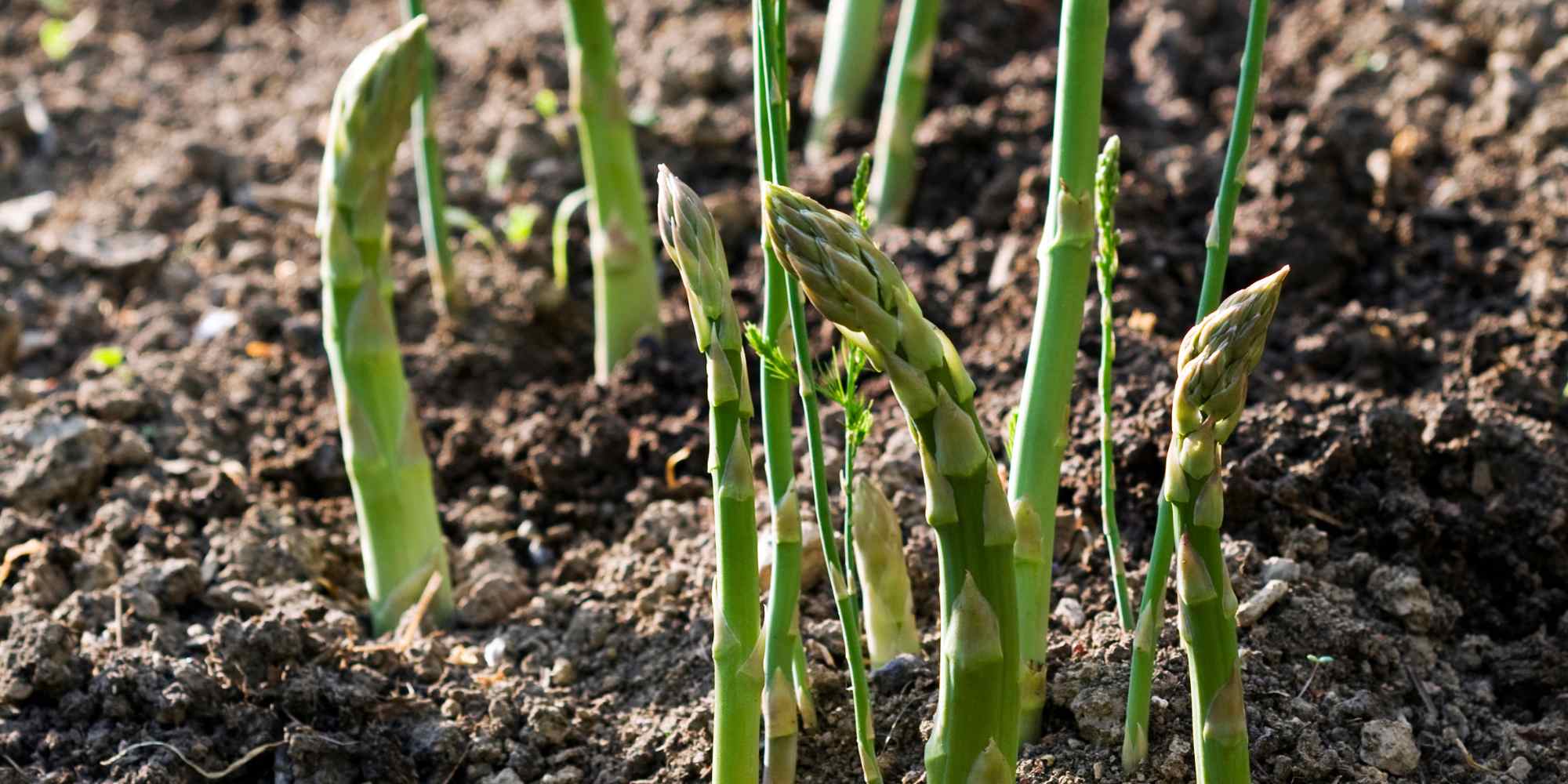 Choosing asparagus for your vegetable garden: our advice