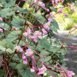 5 great ideas for pairing perennial begonias in shade or partial shade