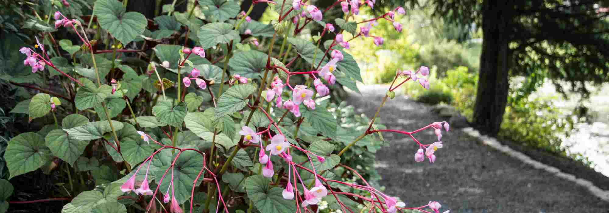 5 great ideas for pairing perennial begonias in shade or partial shade