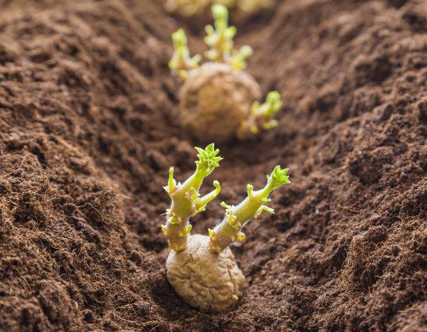 When and how to plant potatoes?