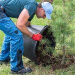 How to plant a tree in heather soil?