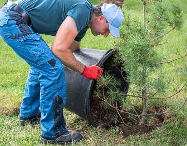 How to plant a tree in heather soil?