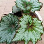 Diviser un bégonia d’intérieur est une méthode simple et rapide pour le multiplier. Voici comment procéder selon le type de bégonia et étape par étape.

Quel type de bégonia avez-vous ?
- Rhizomateux (ex. Begonia rex) : on divise le rhizome en sections. Méthode idéale pour multiplier sans semis.
- Canneux (ex. Begonia coccinea, B. maculata) : on sépare des tiges portant des racines ou on marcotte/faire des boutures de tige.
- Tubéreux (ex. Begonia tuberhybrida) : on peut diviser le tubercule dormant en sections munies d’un œil, ou multiplier par boutures/tubercules secondaires.

Matériel
- Sécateur ou couteau bien aiguisé et désinfecté (alcool à 70 %).
- Substrat léger et drainant (terreau pour plantes d’intérieur mélangé à perlite ou vermiculite).
- Pots propres (petits pour jeunes divisions).
- Racineur ou poudre d’hormone (optionnel).
- Étiquettes, arrosoir, plastique transparent ou mini-serre (optionnel pour maintenir humidité).

Quand diviser ?
- Idéal : début du printemps, au début de la reprise de végétation.
- Évitez la période dormant hivernale (sauf pour tubéreux si tubercule est en dormance et bien sec).

Étapes — division d’un bégonia rhizomateux (ex. Begonia rex)
1. Arrosez légèrement la plante la veille pour faciliter le travail.
2. Sortez la plante du pot et enlevez l’excès de terre autour du rhizome.
3. Repérez les yeux ou bourgeons sur le rhizome (points d’où repartiront les tiges).
4. Coupez le rhizome en sections, chaque section devant avoir au moins un œil/bourgeon et un peu de racines si possible.
5. Saupoudrez éventuellement les coupes avec de l’hormone de bouturage.
6. Rempotez chaque section dans un petit pot avec substrat humide mais non détrempé.
7. Placez à la chaleur (18–24 °C), lumière claire et indirecte, et maintenez humidité modérée. Évitez soleil direct.
8. Arrosez parcimonieusement jusqu’à reprise, puis augmenter progressivement l’humidité et les apports d’eau.

Étapes — division d’un bégonia canneux
1. Recherchez des tiges juvéniles avec racines aériennes ou divisez la motte en sections comprenant tiges et racines.
2. Coupez proprement avec sécateur.
3. Repotez chaque section comme ci-dessus. On peut aussi prendre des boutures de tige (10–15 cm), enlever feuilles basses, mettre en eau ou dans substrat avec hormone.

Étapes — division d’un bégonia tubéreux
1. Quand le tubercule est en dormance, nettoyez-le et repérez les yeux.
2. Coupez en sections saines, chacune avec au moins un œil.
3. Laissez cicatriser la coupe à l’air sec quelques jours pour éviter pourriture.
4. Replantez chaque morceau dans un petit pot à faible profondeur et entamez la croissance au printemps.

Après la division — soins
- Humidité : garder substrat légèrement humide, pas détrempé. Brumiser l’air si sec.
- Lumière : luminosité vive, indirecte.
- Température : 18–24 °C idéal.
- Fertilisation : attendre quelques semaines après reprise, puis nourrir faiblement.
- Rempotage : quand jeunes plantes ont 2–3 séries de vraies feuilles, rempoter dans pot plus grand.

Problèmes et précautions
- Pourriture : éviter excès d’eau, utiliser mélange drainant, laisser cicatriser coupes de tubercules.
- Échecs de reprise : parfois divisions sans bourgeon ne repartent pas — privilégier sections avec au moins un œil.
- Poussées lentes : patience — certaines variétés repartent lentement.
- Hygiène : désinfecter outils pour éviter maladies.

Alternatives
- Boutures de feuille (pour rhizomateux) : découper morceaux de feuille avec nervure et poser sur substrat humide ; racinage en quelques semaines.
- Marcottage pour canneux : simple et fiable.

Si vous me dites quel bégonia vous avez (nom commun ou botanique), je peux vous donner des instructions adaptées spécifiquement à cette variété.