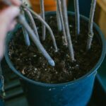 How to grow hardwood cuttings in autumn?