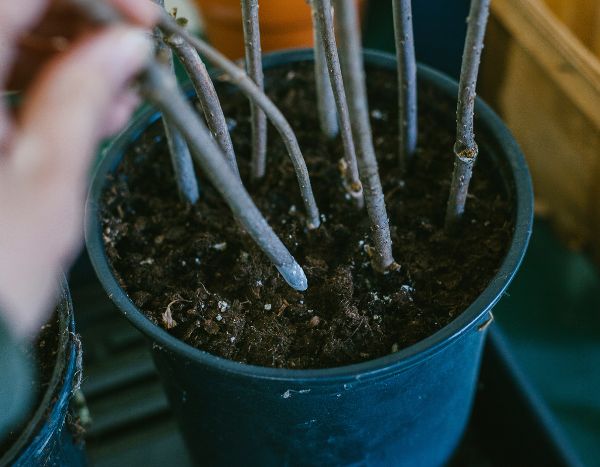How to take woody cuttings in autumn?