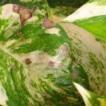 Diseases and pests of Pothos