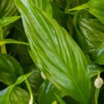 Diseases and pests of peace lily or Spathiphyllum