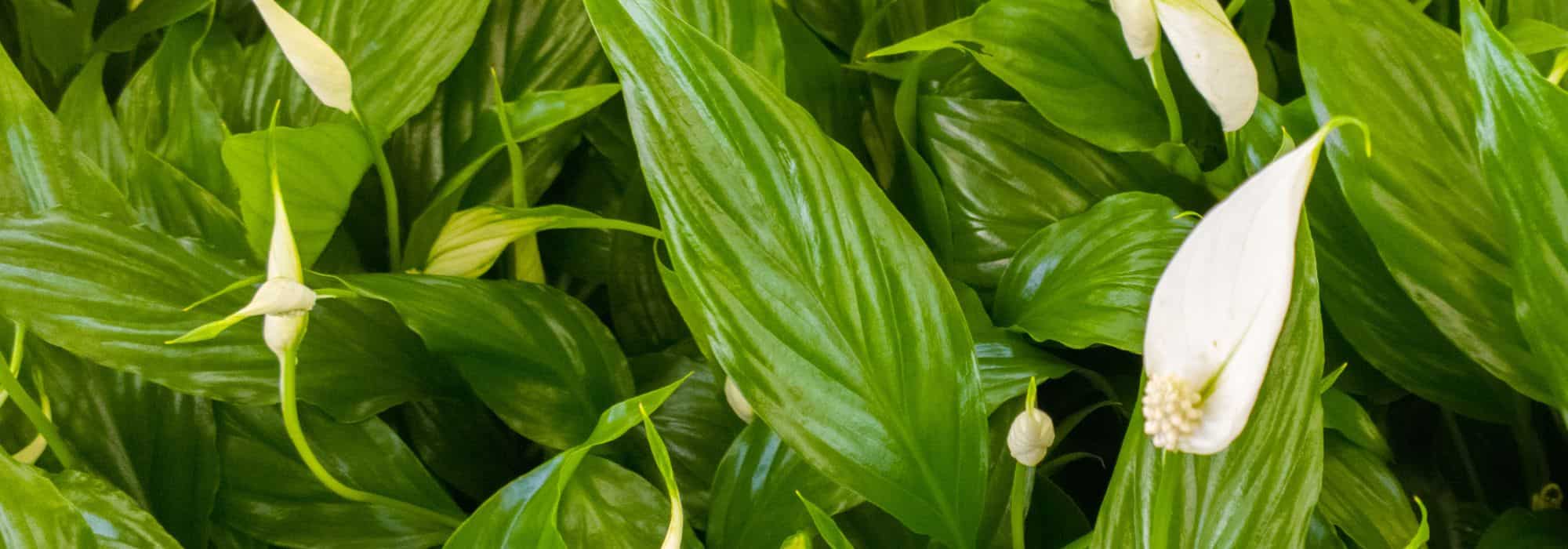 Diseases and pests of peace lily or Spathiphyllum