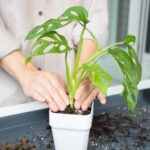 How to repot a Monstera?