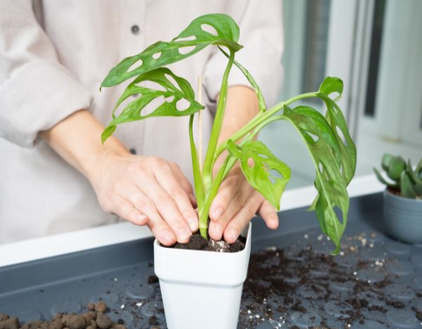 How to repot a Monstera?