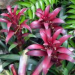 How to propagate Guzmania at home?