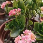 How to propagate Kalanchoe easily at home?