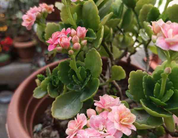 How to propagate Kalanchoe easily at home?