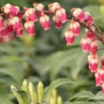 Which plants to give for Valentine's Day?