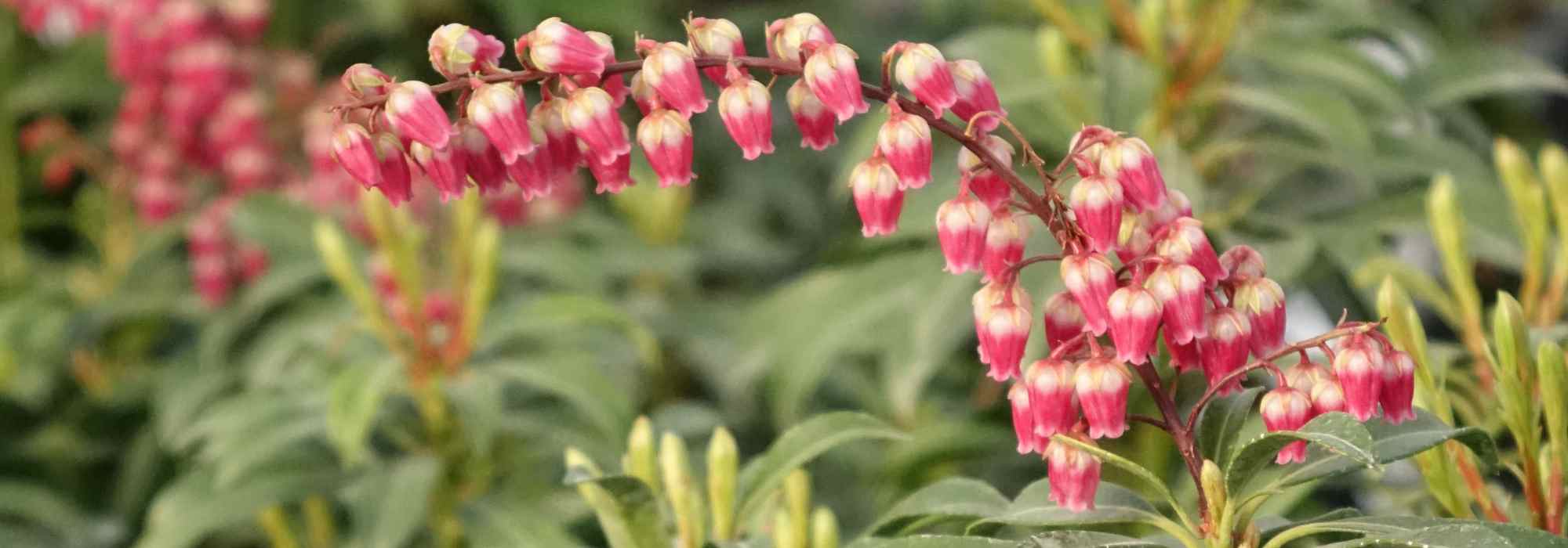 Which plants to give for Valentine's Day?