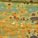 How to identify and get rid of leek rust?