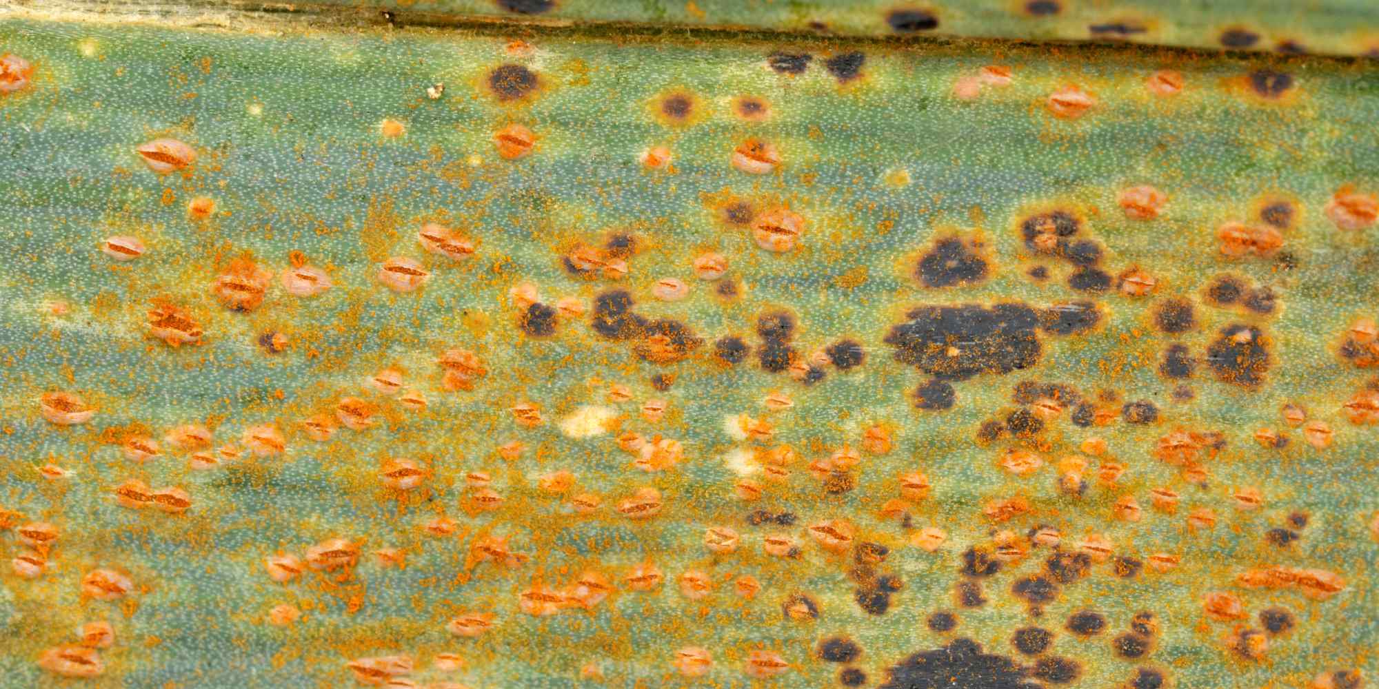 How to identify and get rid of leek rust?