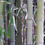 Protecting bamboo in winter: solutions against snow and frost