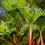 How to choose a rhubarb for your garden?