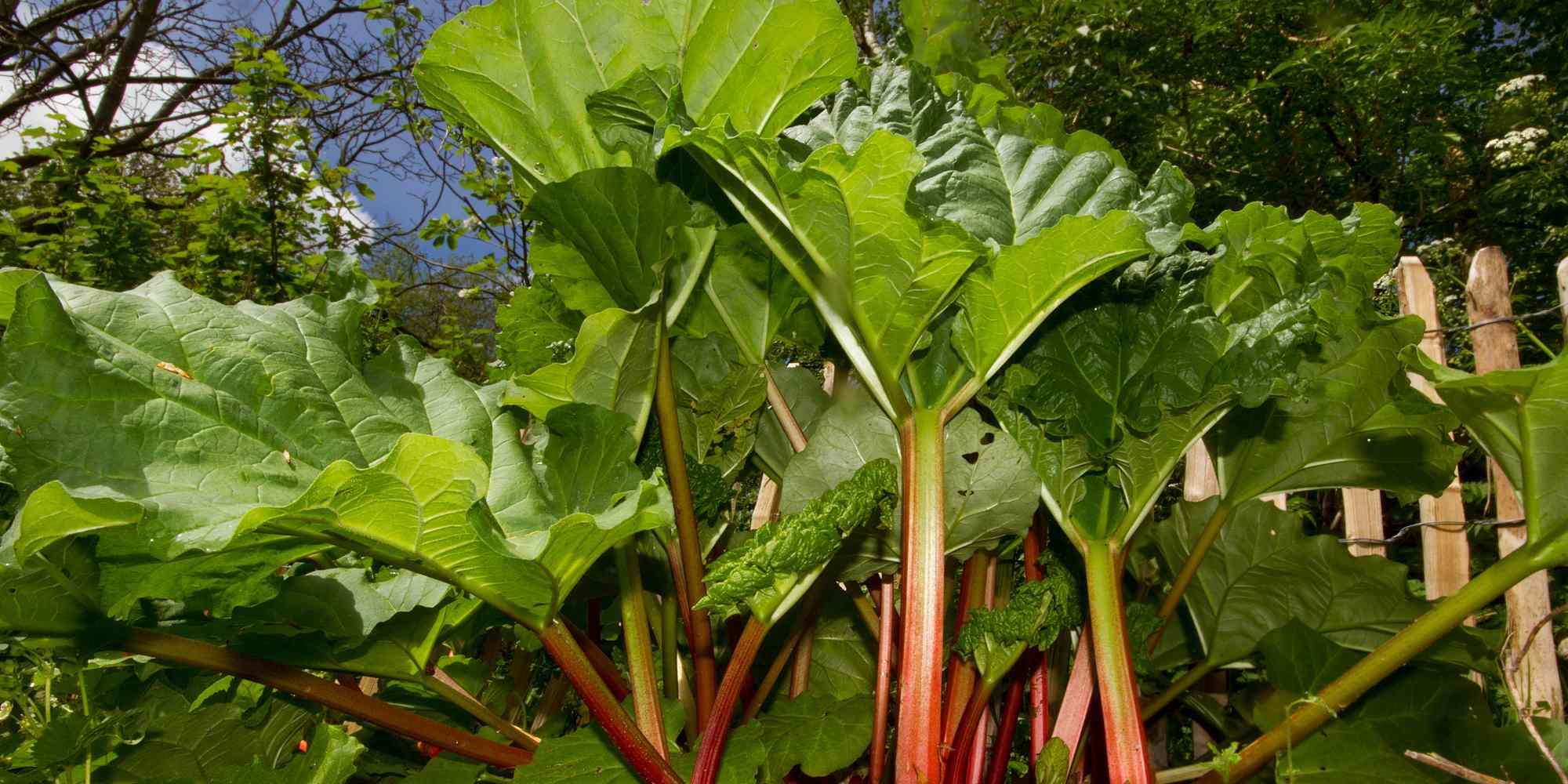 How to choose a rhubarb for your garden?
