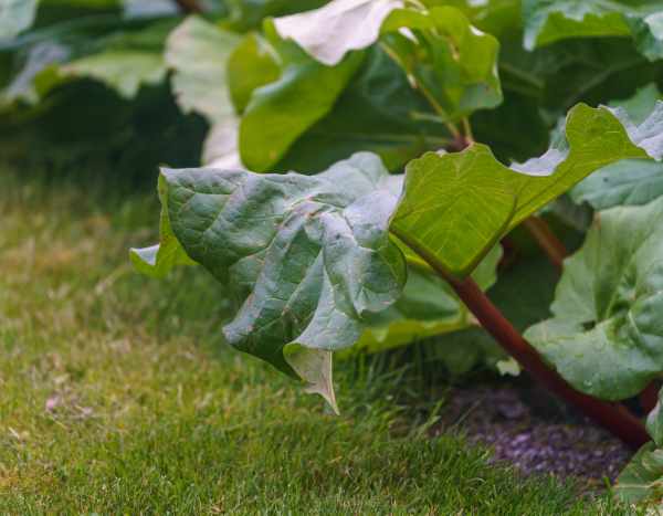Why and how to protect rhubarb in winter?