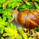 Diseases and parasitic organisms of Sedum