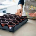 How to do your vegetable sowing indoors?
