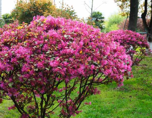 Loropetalum pruning: essential steps for a beautiful flowering