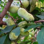 How to prune pawpaw?