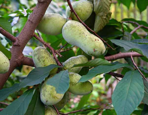 How to prune pawpaw?