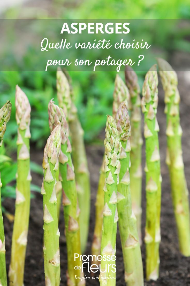 Asparagus in vegetable garden