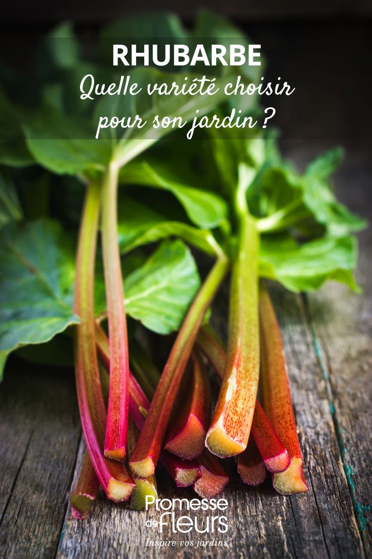 How to choose rhubarb for your garden rhubarb stalks