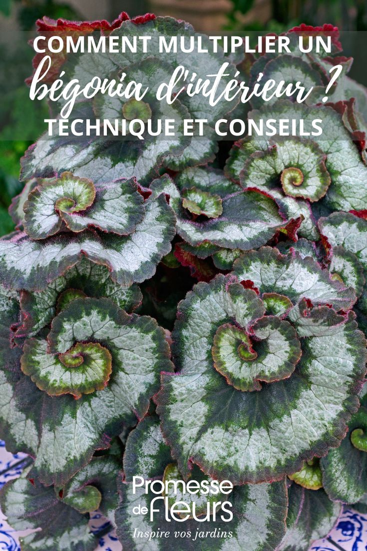 begonia foliage