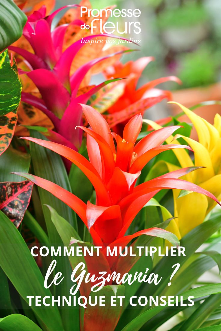 Guzmania flowers