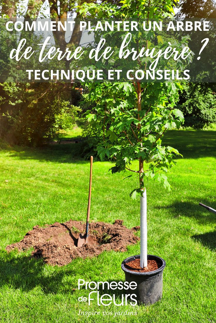 Planting a tree