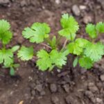 How to sow coriander?