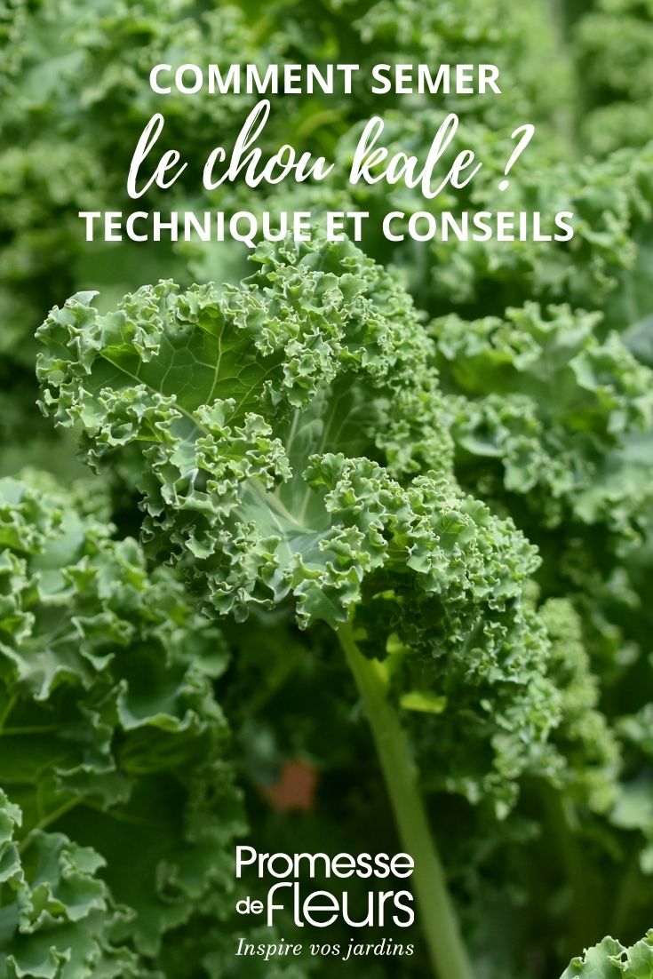 kale leaves