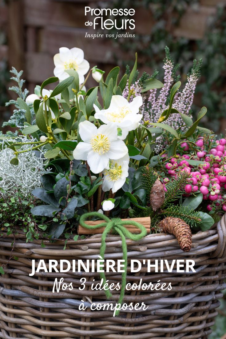 Wicker planter with hellebore plants